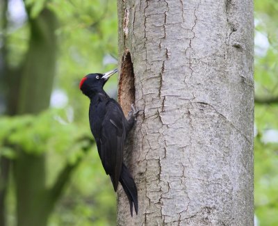 Zwarte Specht - Black Woodpecker