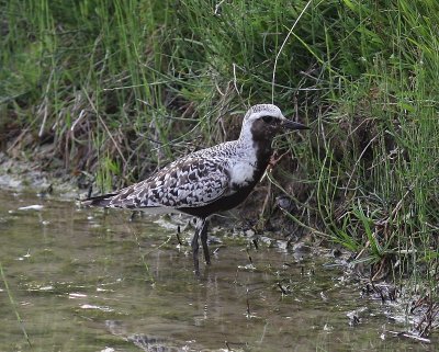 Zilverplevier - Grey Plover