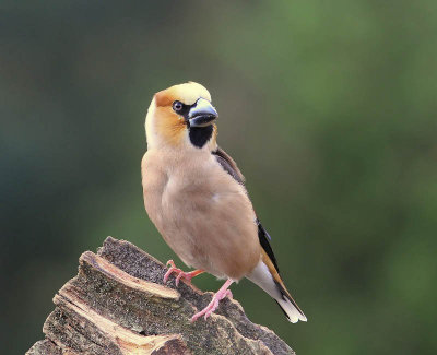 Appelvink - Hawfinch