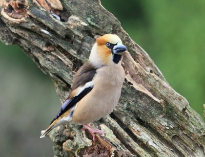 Appelvink - Hawfinch