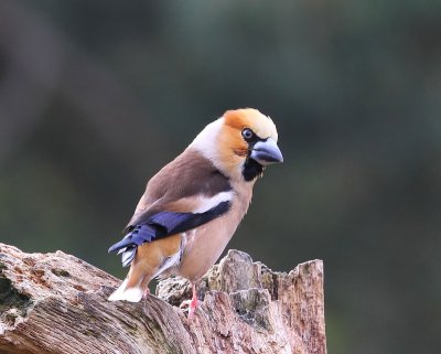 Appelvink - Hawfinch
