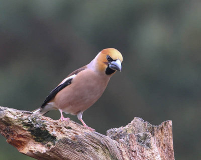 Appelvink - Hawfinch
