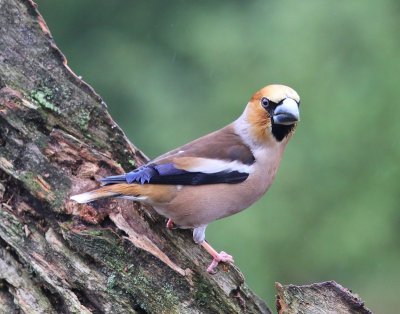 Appelvink - Hawfinch