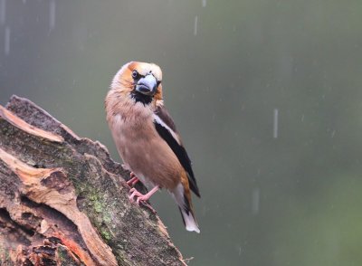 Appelvink - Hawfinch