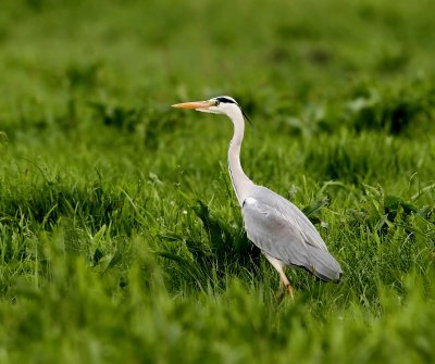 Blauwe Reiger - Grey Heron