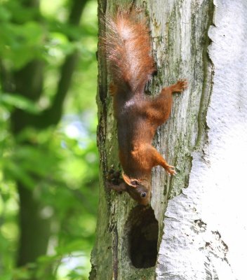 Eekhoorn - Squirrel