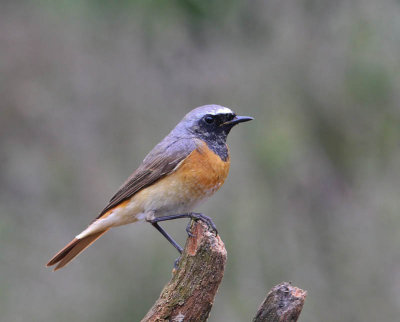 Gekraagde Roodstaart - Common Redstart