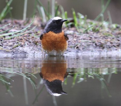 Gekraagde Roodstaart - Common Redstart