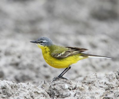 Gele Kwikstaart - Blue-headed Wagtail