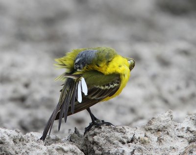 Gele Kwikstaart - Blue-headed Wagtail
