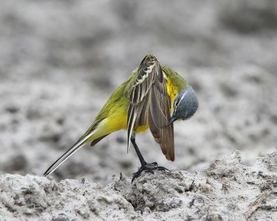 Gele Kwikstaart - Blue-headed Wagtail