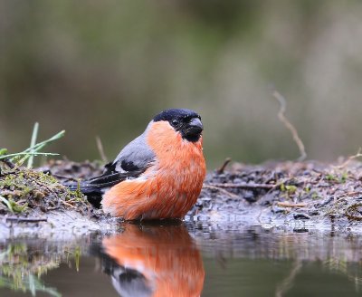 Goudvink - Eurasian Bullfinch