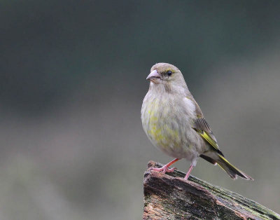 Groenling - European Greenfinch