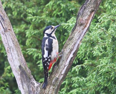 Grote Bonte Specht - Great Spotted Woodpecker