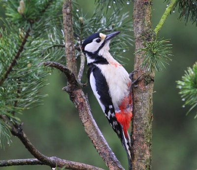 Grote Bonte Specht - Great Spotted Woodpecker