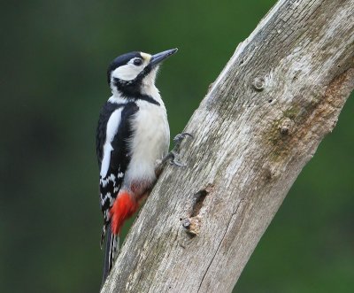 Grote Bonte Specht - Great Spotted Woodpecker