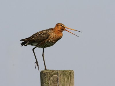 Grutto - Black-tailed Godwit