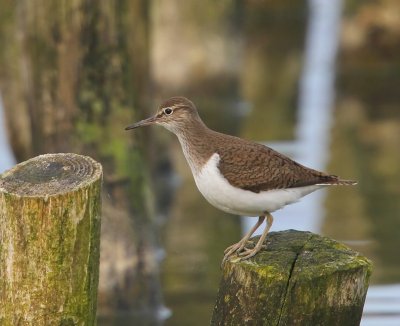 Oeverloper - Common Sandpiper