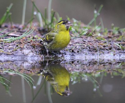 Sijs - Eurasian Siskin