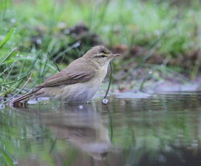 Tjiftjaf - Northern Chiffchaff