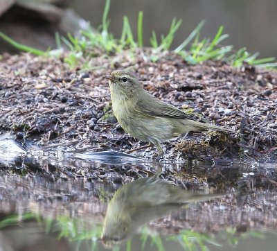 Tjiftjaf - Northern Chiffchaff