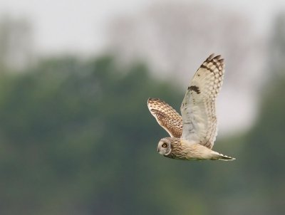 Velduil - Short-eared Owl