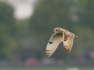 Velduil - Short-eared Owl