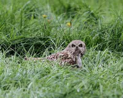 Velduil - Short-eared Owl