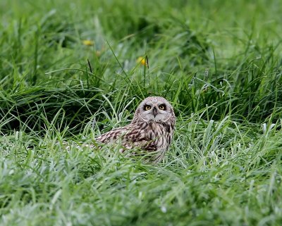 Velduil - Short-eared Owl
