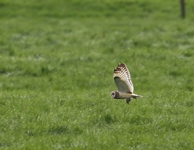 Velduil - Short-eared Owl