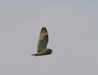 Velduil - Short-eared Owl