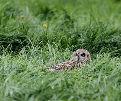 Velduil - Short-eared Owl