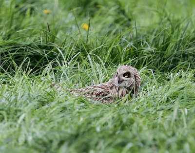 Velduil - Short-eared Owl