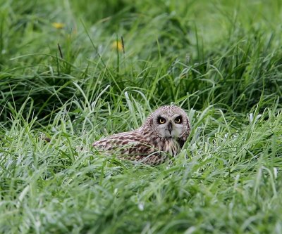 Velduil - Short-eared Owl