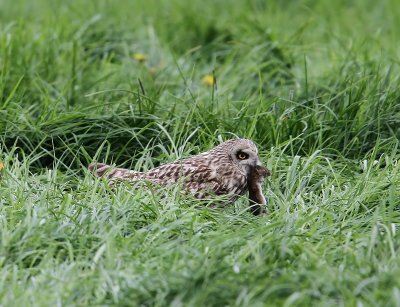 Velduil - Short-eared Owl