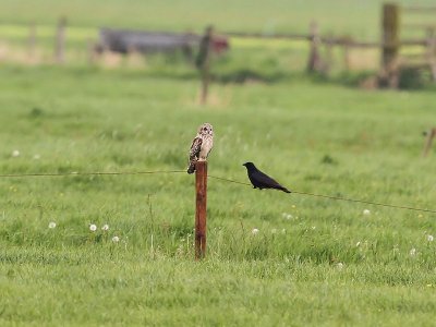 Velduil - Short-eared Owl