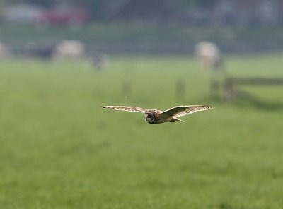 Velduil - Short-eared Owl