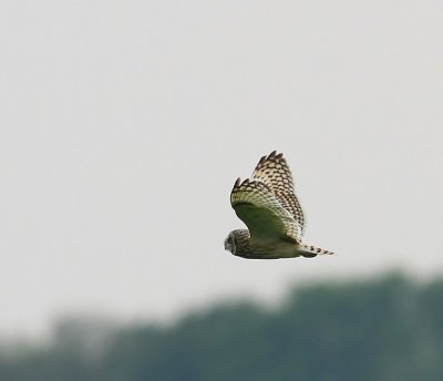 Velduil - Short-eared Owl