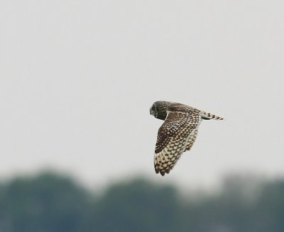 Velduil - Short-eared Owl