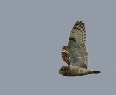 Velduil - Short-eared Owl