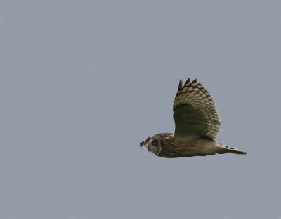Velduil - Short-eared Owl