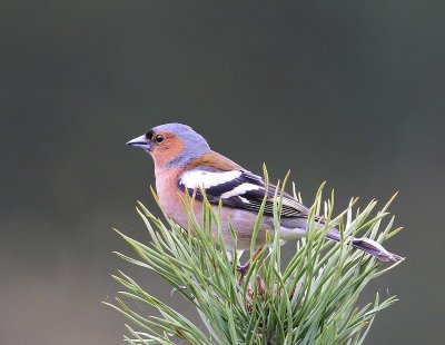 Vink - Common Chaffinch