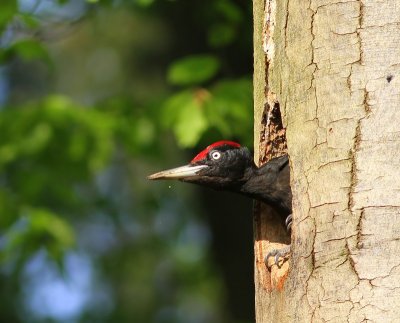 Zwarte Specht - Black Woodpecker