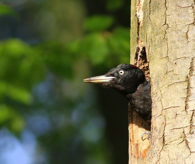 Zwarte Specht - Black Woodpecker