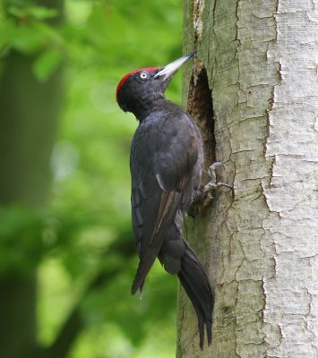 Zwarte Specht - Black Woodpecker