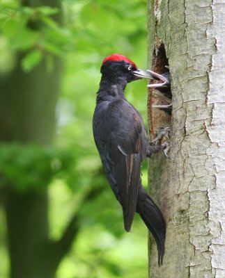 Zwarte Specht - Black Woodpecker