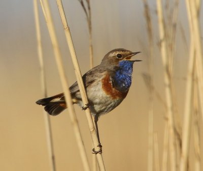 Blauwborst - Bluethroat