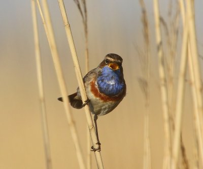 Blauwborst - Bluethroat
