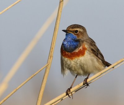 Blauwborst - Bluethroat