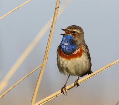 Blauwborst - Bluethroat